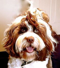 To ask you to post pictures of your pets?