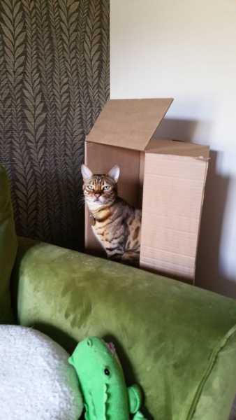 My cat likes to hide in boxes.