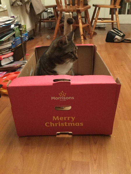 My cat likes to hide in boxes.
