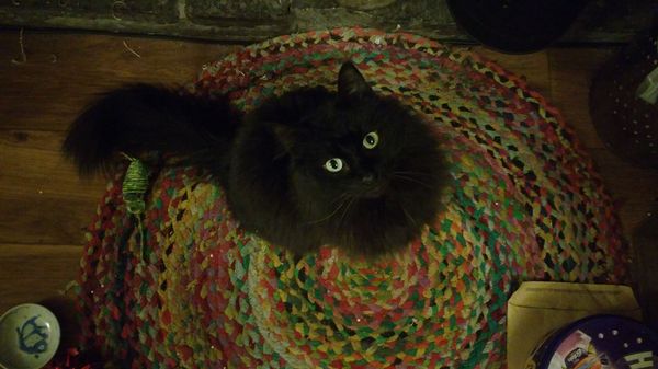 PB on the bed, dreamies and chat