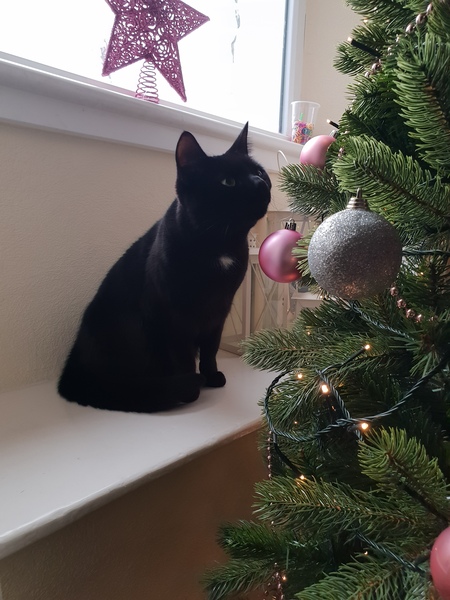 Kittens and Christmas tree