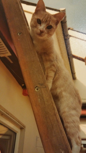 Female Ginger Kitten (and humble brag)