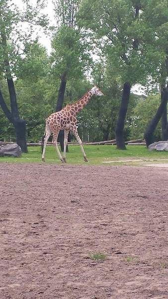 Chester zoo is on fire