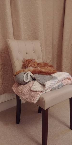 To ask you to post pictures of your pets?