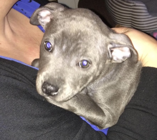 Puppy support
