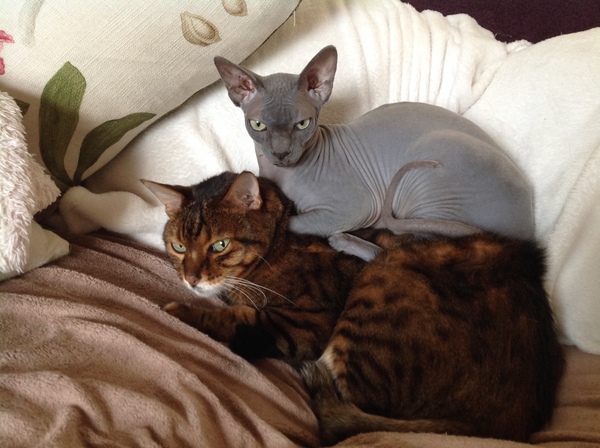 Is anyone experienced with sphynx cats?