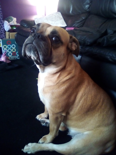What are your pets names