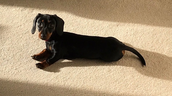 To ask you to post pictures of your pets?