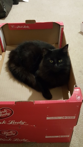 My cat likes to hide in boxes.