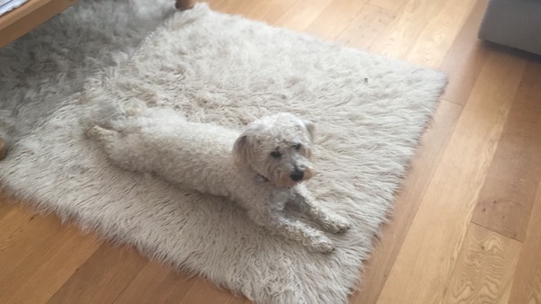 Sell me your dog