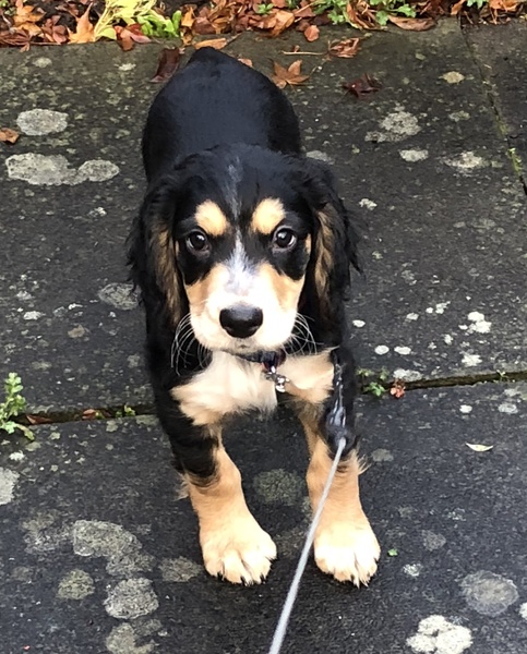 Puppy support