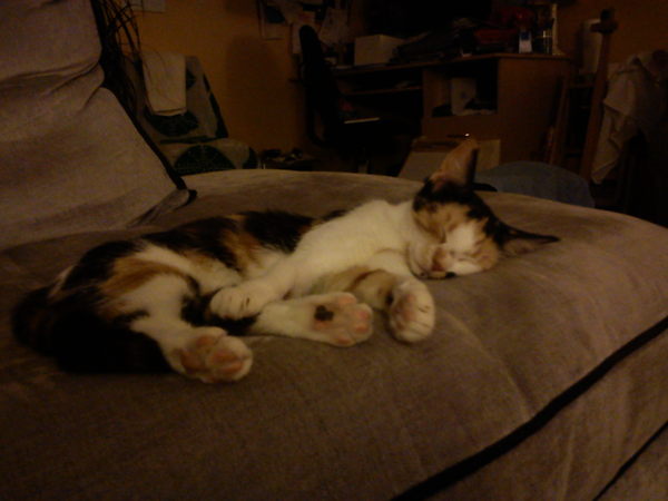 How old is my cat?
