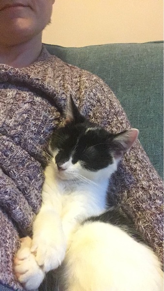New kitten hiding