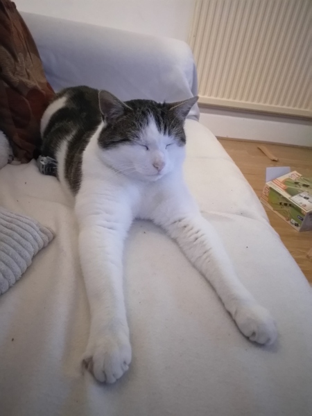 Name this cat please!