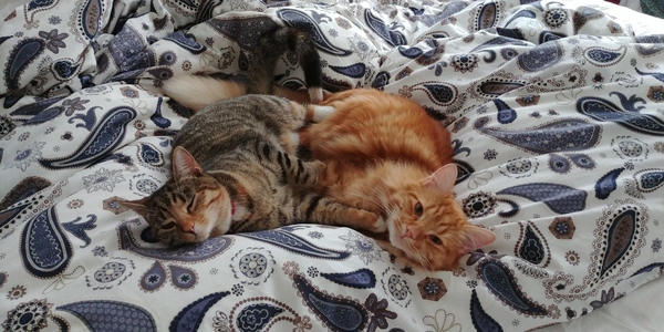 Letting Kittens out