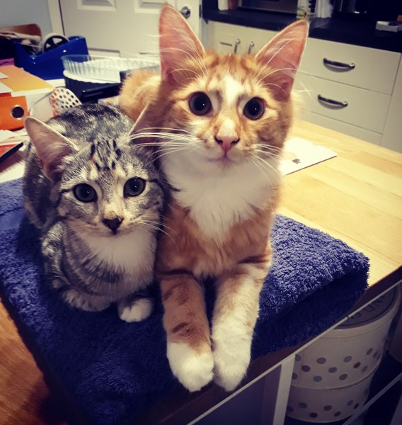 Letting Kittens out