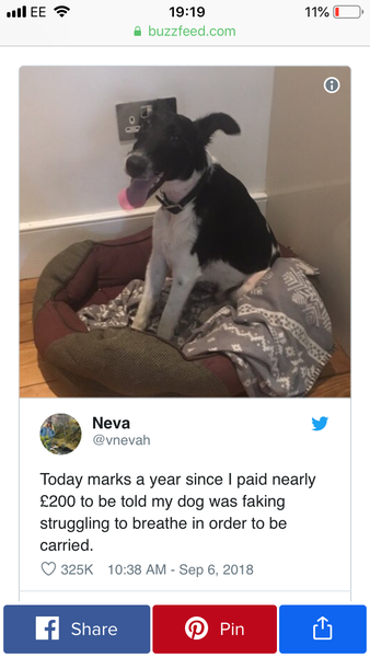 General Dog Chat 4