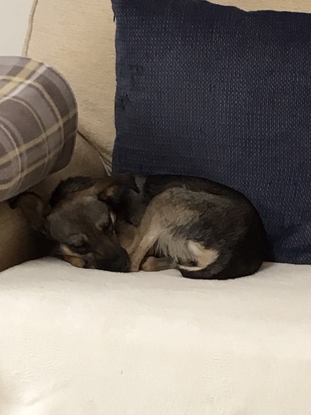 To ask how we’re supposed to adopt and not shop if rescues are so strict?