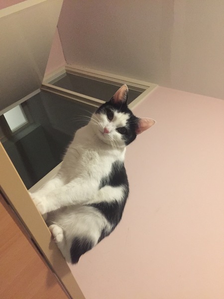 Just how do you get a good photo of you cat because mine just won't stay still