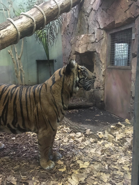 To think that tigers are the most magnificent creatures on the planet?