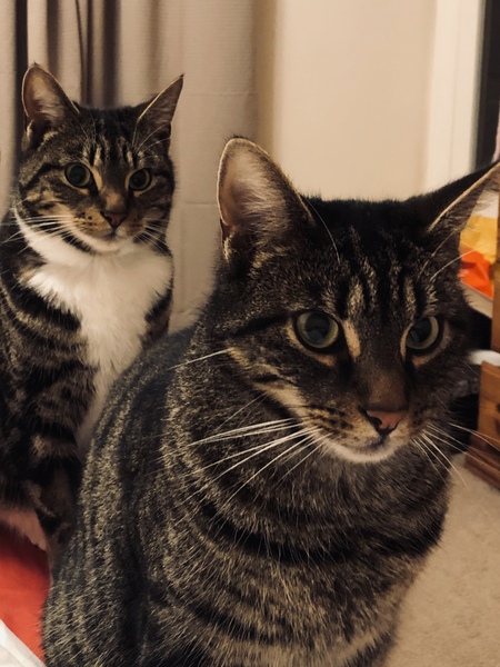 To ask you to post pictures of your pets?