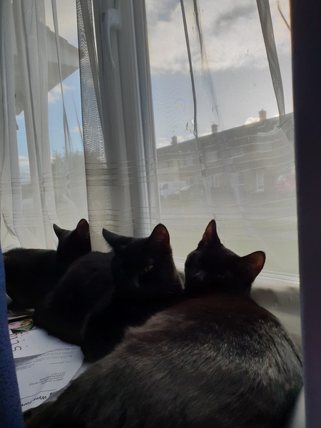To ask you to post pictures of your pets?