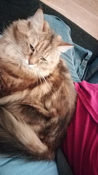 To ask about your Siberian Kitten experiences? *Will include pic if asked!*