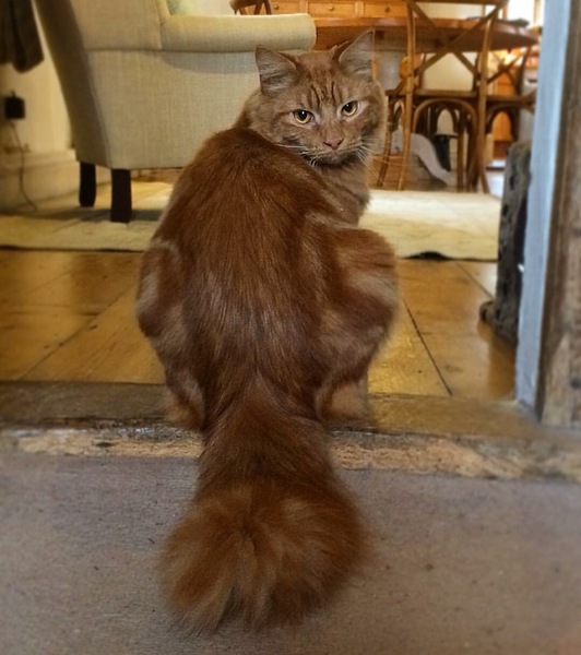 Atticus, is it too much?