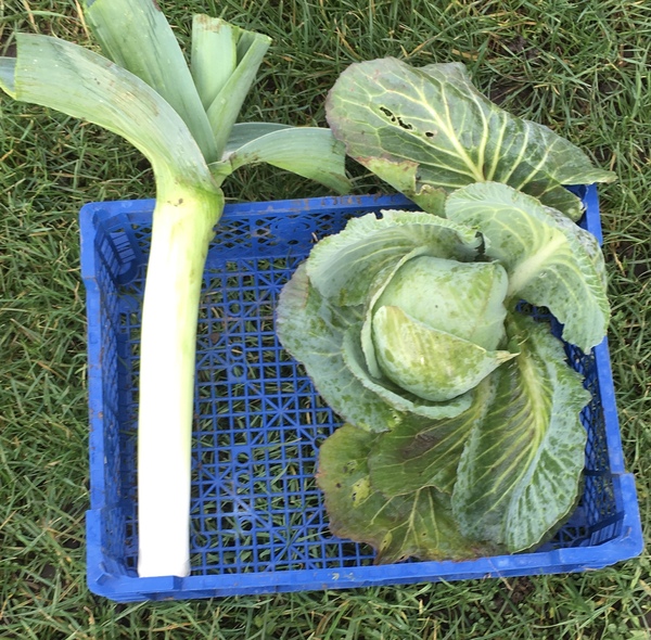 Allotment?Veg Patch Thread 13! Are we weathering the weather?