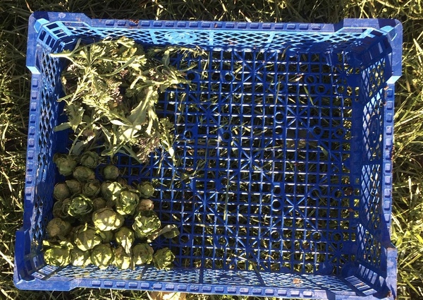 Allotment?Veg Patch Thread 13! Are we weathering the weather?