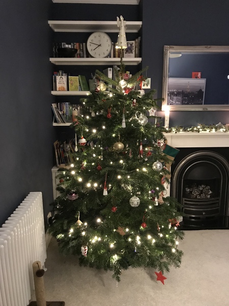 Lets see your trees 2018!