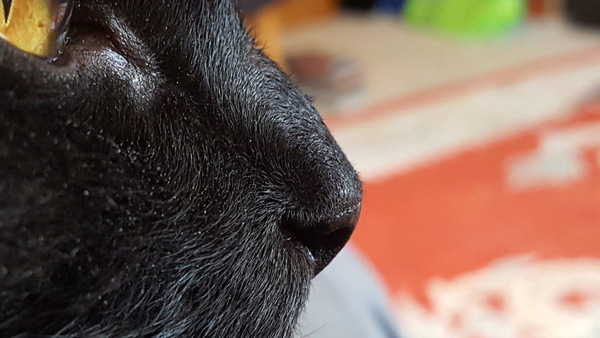 Noses