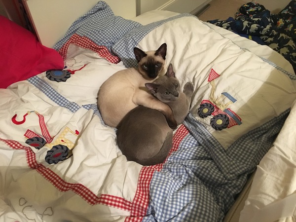 The difference a cat can make ...