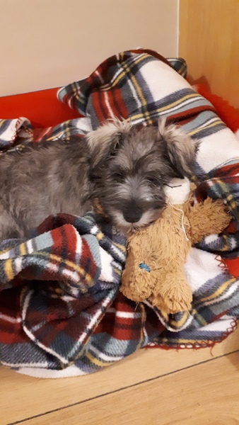 going out without puppy