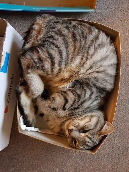 My cat likes to hide in boxes.