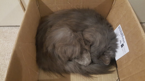 My cat likes to hide in boxes.