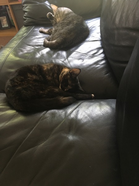Rescue centre adoption too difficult?