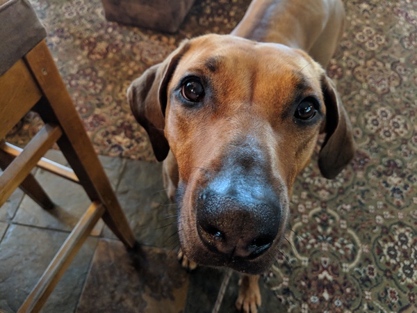 To ask you to post pictures of your pets?