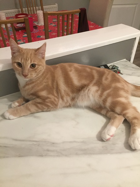 Female Ginger Kitten (and humble brag)