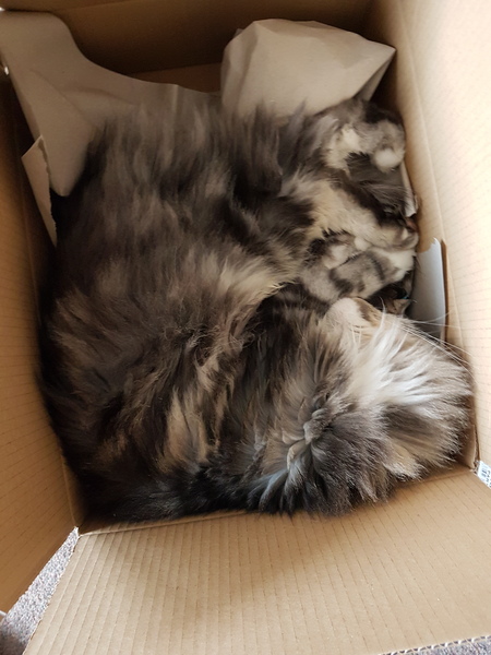 My cat likes to hide in boxes.