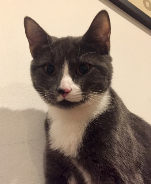 Poorly kitten - vet?