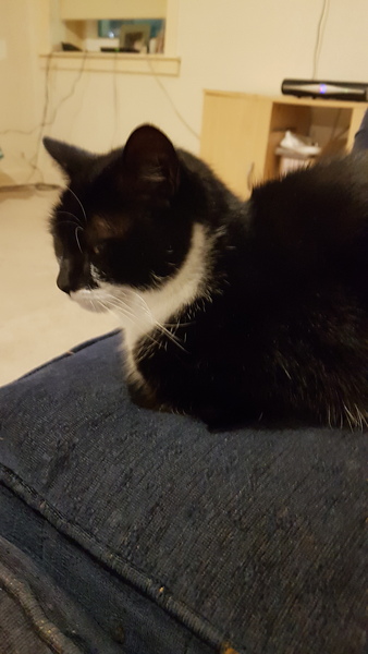 To ask you to post pictures of your pets?