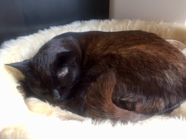 I love my cat so much it hurts. Is this normal?