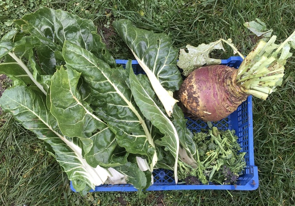 Allotment?Veg Patch Thread 13! Are we weathering the weather?