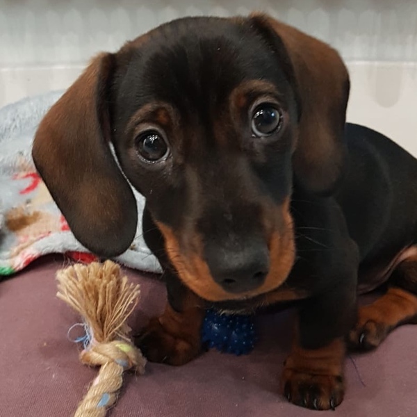 Puppy support