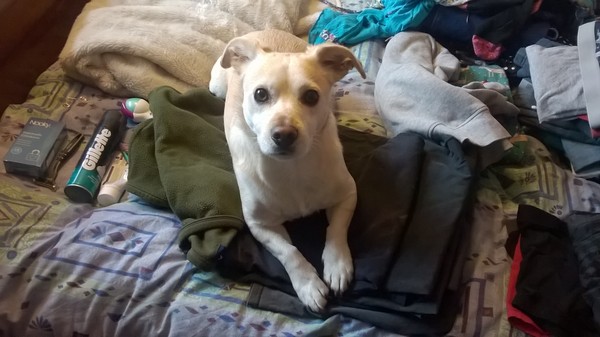 Sell me your dog