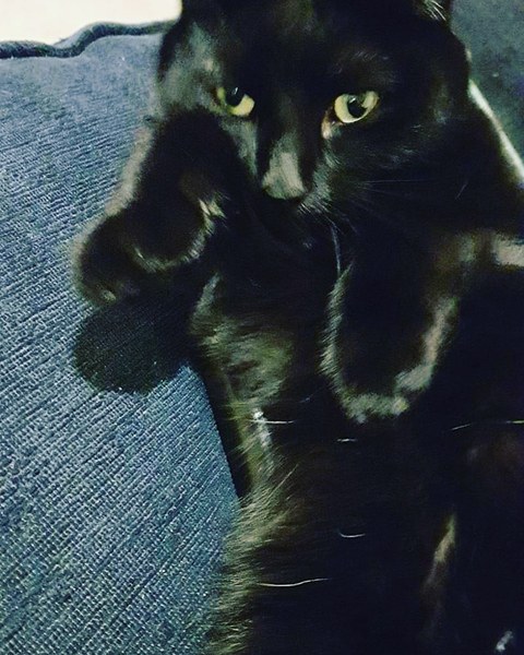 To ask you to post pictures of your pets?