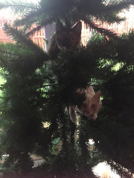 Kittens and Christmas tree