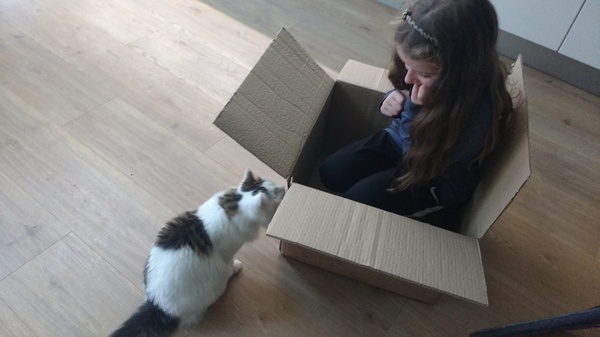My cat likes to hide in boxes.