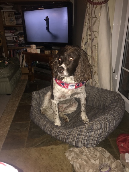 Sell me your dog